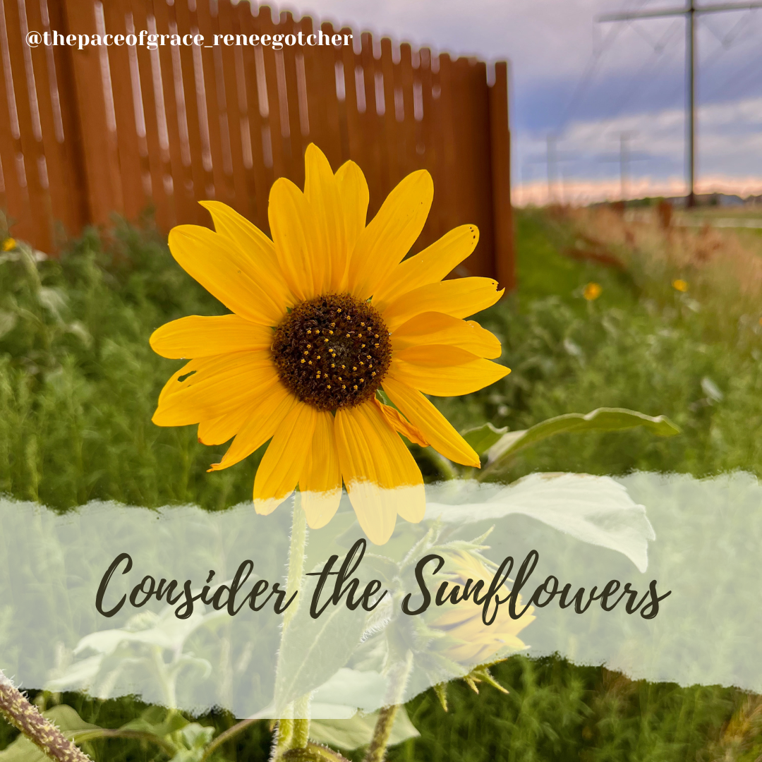 Consider the Sunflowers