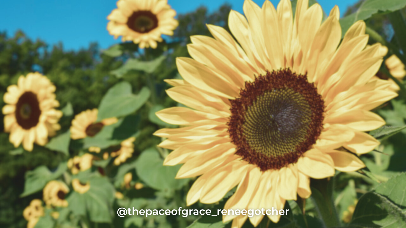 Sunflower Can Flowers Fuel Your Faith?