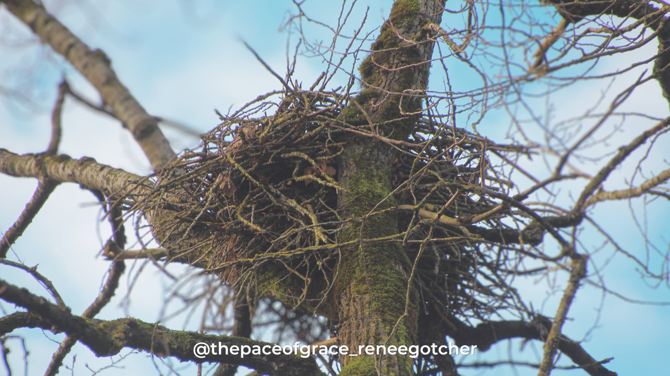 Empty Nest Featured Faith to Face an Empty Nest